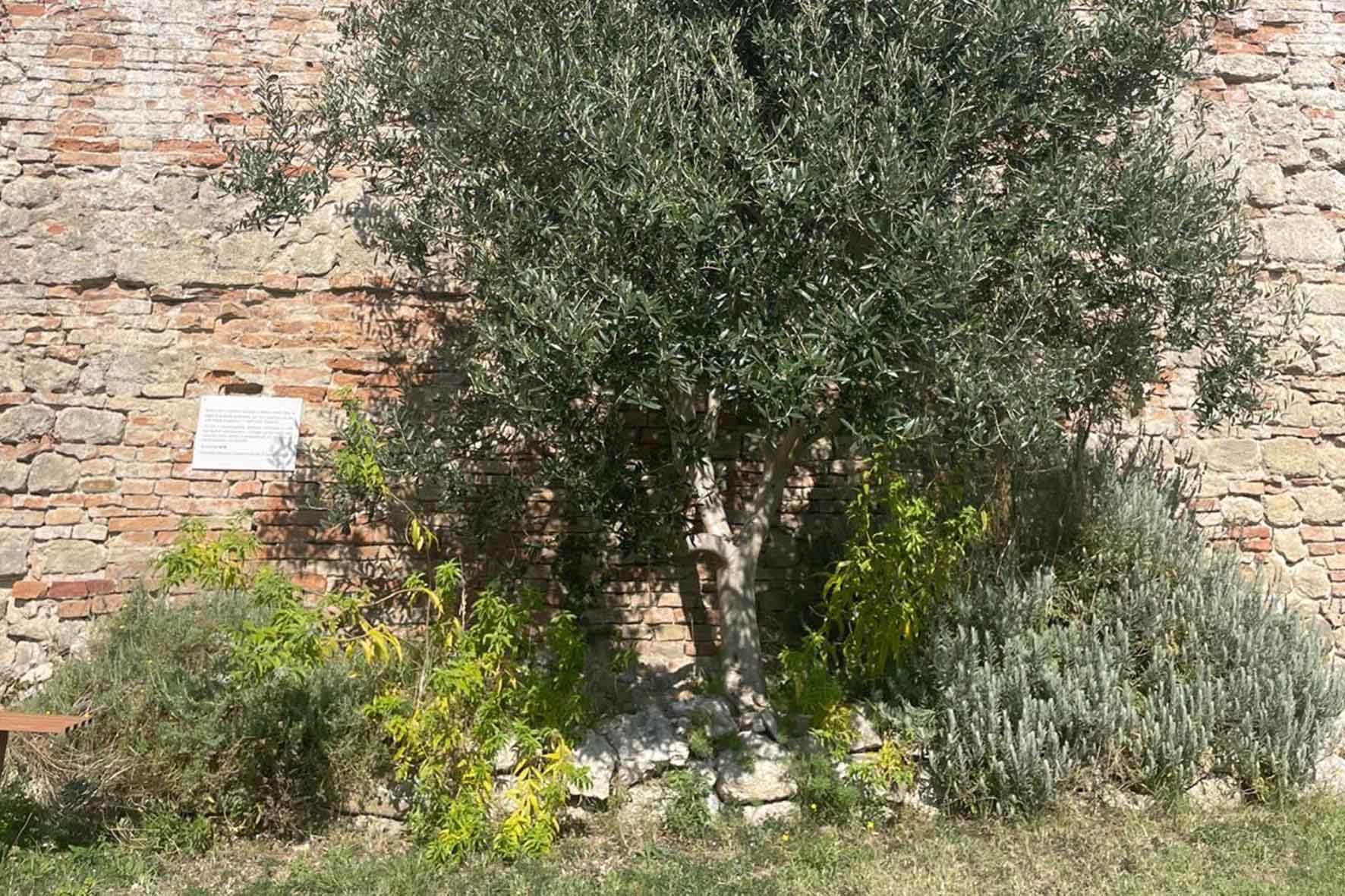 David Chan honored with an olive tree